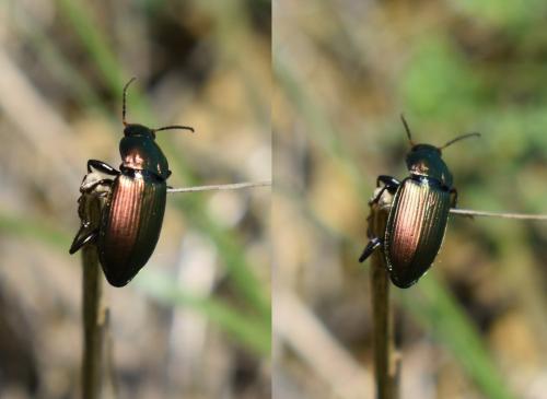 Poecilus cupreus